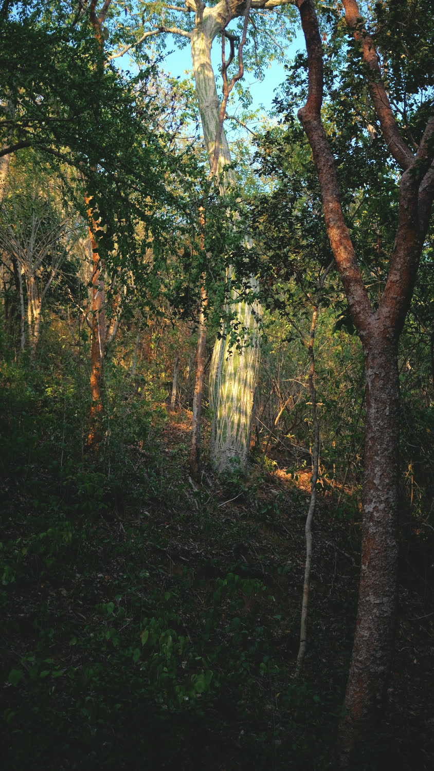 El bosque nativo del proyecto con la luz de la tarde entre los árboles